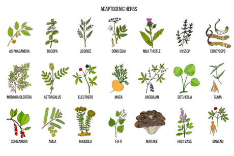 Adaptogens - Increase Your Resistance to Stress and Improve Your Health - Juicerville