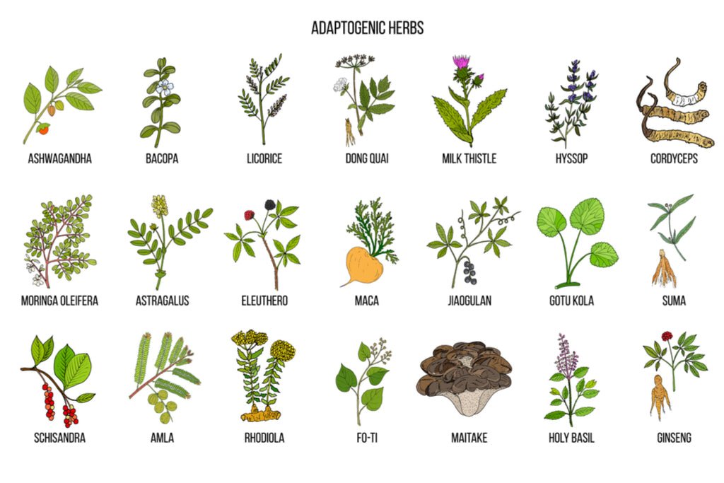 Adaptogens - Increase Your Resistance to Stress and Improve Your Health - Juicerville