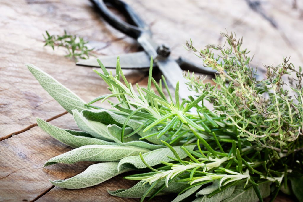 The Powerful Benefits of Freeze Drying Herbs & Medicinal Plants - Juicerville